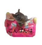 ショウガラゴと可愛い動物達/Animal①（個別スタンプ：4）
