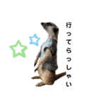 ショウガラゴと可愛い動物達/Animal①（個別スタンプ：7）