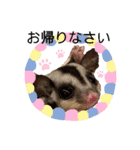 ショウガラゴと可愛い動物達/Animal①（個別スタンプ：8）