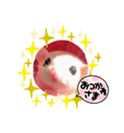 ショウガラゴと可愛い動物達/Animal①（個別スタンプ：11）