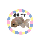 ショウガラゴと可愛い動物達/Animal①（個別スタンプ：14）