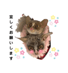 ショウガラゴと可愛い動物達/Animal①（個別スタンプ：20）