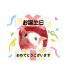 ショウガラゴと可愛い動物達/Animal①（個別スタンプ：37）