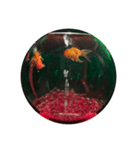 金魚スタンプ Goldfish stamp（個別スタンプ：2）