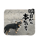 じろの日常9（個別スタンプ：21）
