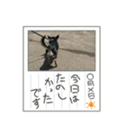 じろの日常9（個別スタンプ：24）