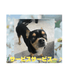 じろの日常9（個別スタンプ：25）