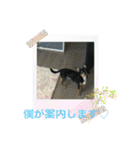 じろの日常9（個別スタンプ：28）
