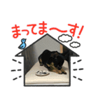 じろの日常9（個別スタンプ：37）