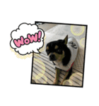 じろの日常9（個別スタンプ：39）