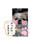 ペキニーズ春の気持ち（個別スタンプ：9）