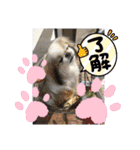 ペキニーズ春の気持ち（個別スタンプ：11）
