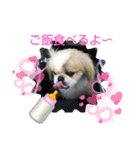 ペキニーズ春の気持ち（個別スタンプ：17）