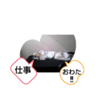 ペキニーズ春の気持ち（個別スタンプ：19）