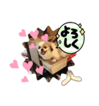 ペキニーズ春の気持ち（個別スタンプ：20）