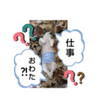 ペキニーズ春の気持ち（個別スタンプ：23）