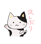 ねこねこ毎日スタンプ（個別スタンプ：1）