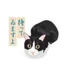 古い翻訳小説の中で暮らす猫（個別スタンプ：11）