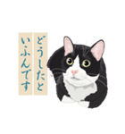 古い翻訳小説の中で暮らす猫（個別スタンプ：16）