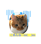 にゃんこの日常7（個別スタンプ：7）