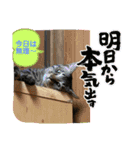 にゃんこの日常7（個別スタンプ：8）