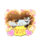 にゃんこの日常7（個別スタンプ：14）