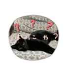 にゃんこの日常7（個別スタンプ：15）