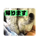 ちゃとしろ2（個別スタンプ：16）