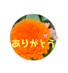 たけちゃん宅のFlower（個別スタンプ：3）