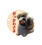 ここちゃんがかわいすぎる（個別スタンプ：4）