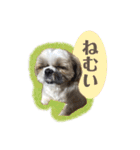 ここちゃんがかわいすぎる（個別スタンプ：7）