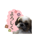 ここちゃんがかわいすぎる（個別スタンプ：9）