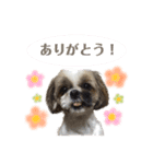 ここちゃんがかわいすぎる（個別スタンプ：11）