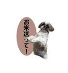 ここちゃんがかわいすぎる（個別スタンプ：12）