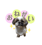 ここちゃんがかわいすぎる（個別スタンプ：14）