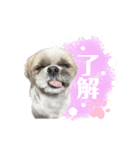 ここちゃんがかわいすぎる（個別スタンプ：16）