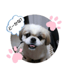 春＆ペキ（個別スタンプ：1）