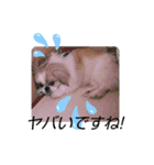 春＆ペキ（個別スタンプ：4）