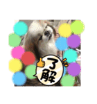 春＆ペキ（個別スタンプ：7）
