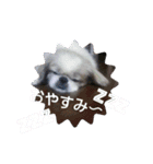春＆ペキ（個別スタンプ：9）