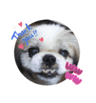 春＆ペキ（個別スタンプ：10）