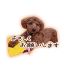もかちゃんの楽しい日常（個別スタンプ：4）