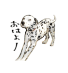 ダルメシアンの犬太くん（個別スタンプ：3）