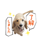 近藤家の愛犬 リル（個別スタンプ：1）