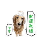 近藤家の愛犬 リル（個別スタンプ：10）