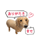 近藤家の愛犬 リル（個別スタンプ：15）