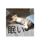 私のために作った（個別スタンプ：17）