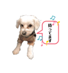 一太郎くん日常で使えるスタンプ（個別スタンプ：8）