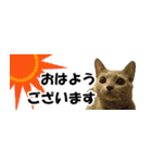 省スペース＆敬語 ねこスタンプ「さくら」（個別スタンプ：1）