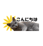 省スペース＆敬語 ねこスタンプ「さくら」（個別スタンプ：2）